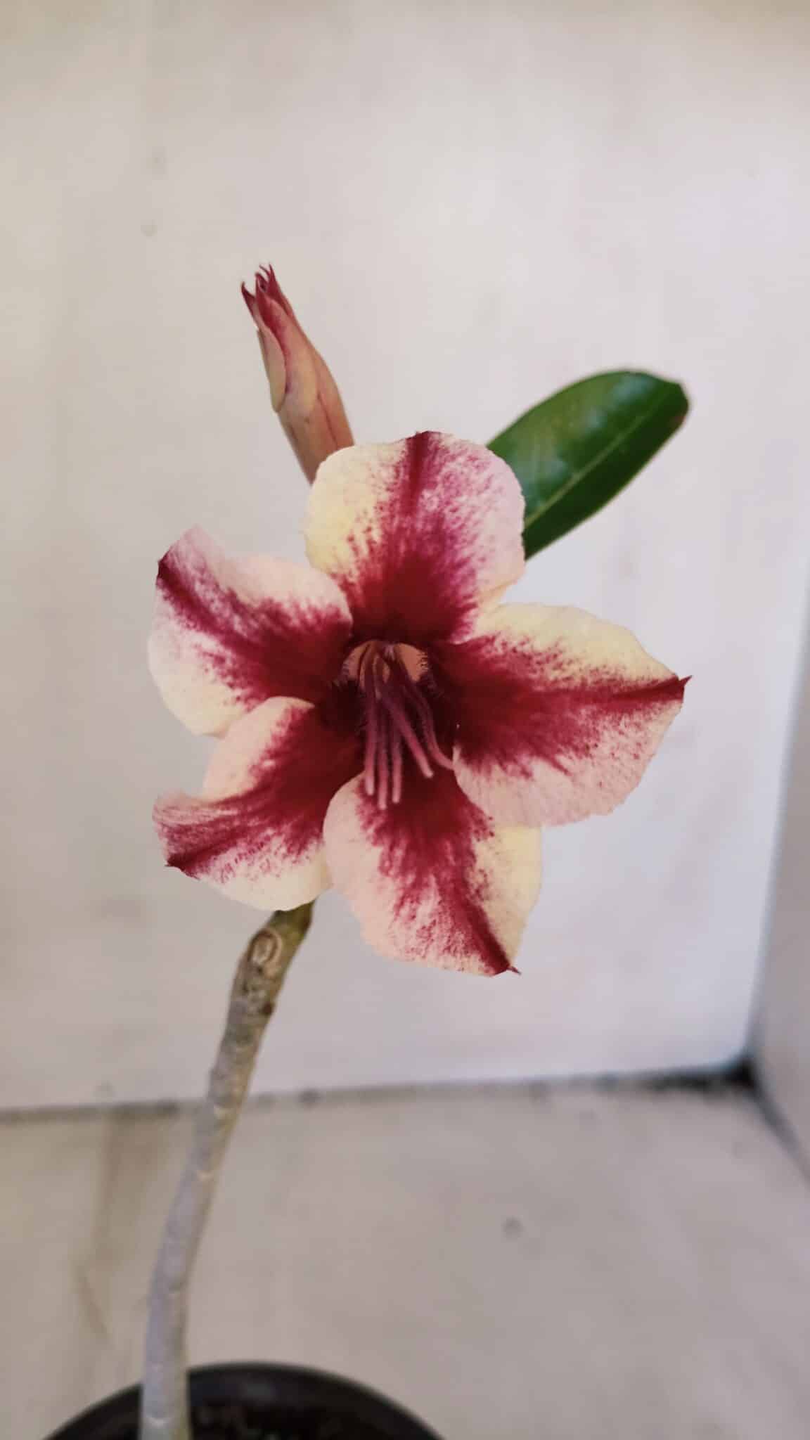 Planta Simples 3023 – 30cm – 02 anos