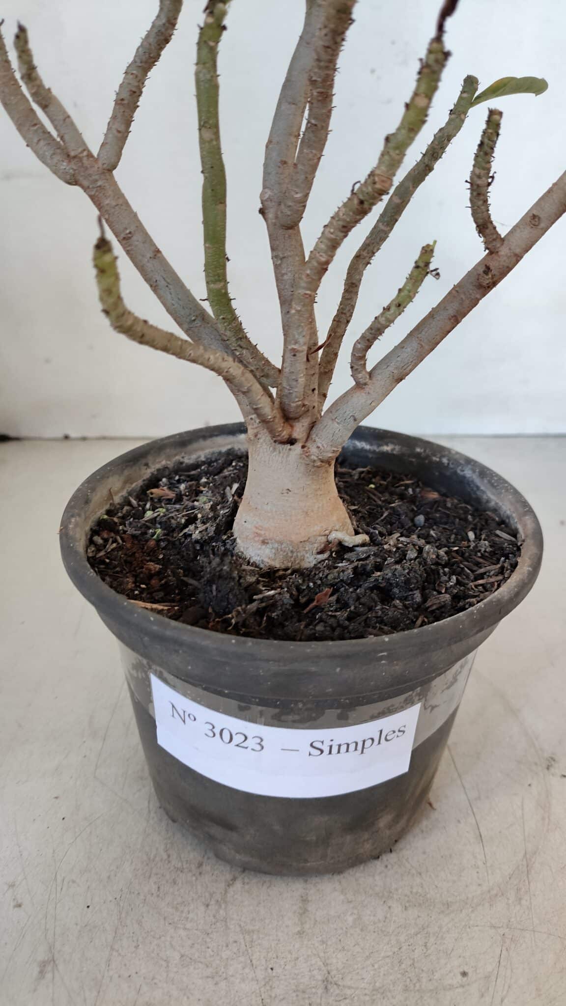 Planta Simples 3023 – 30cm – 03 anos