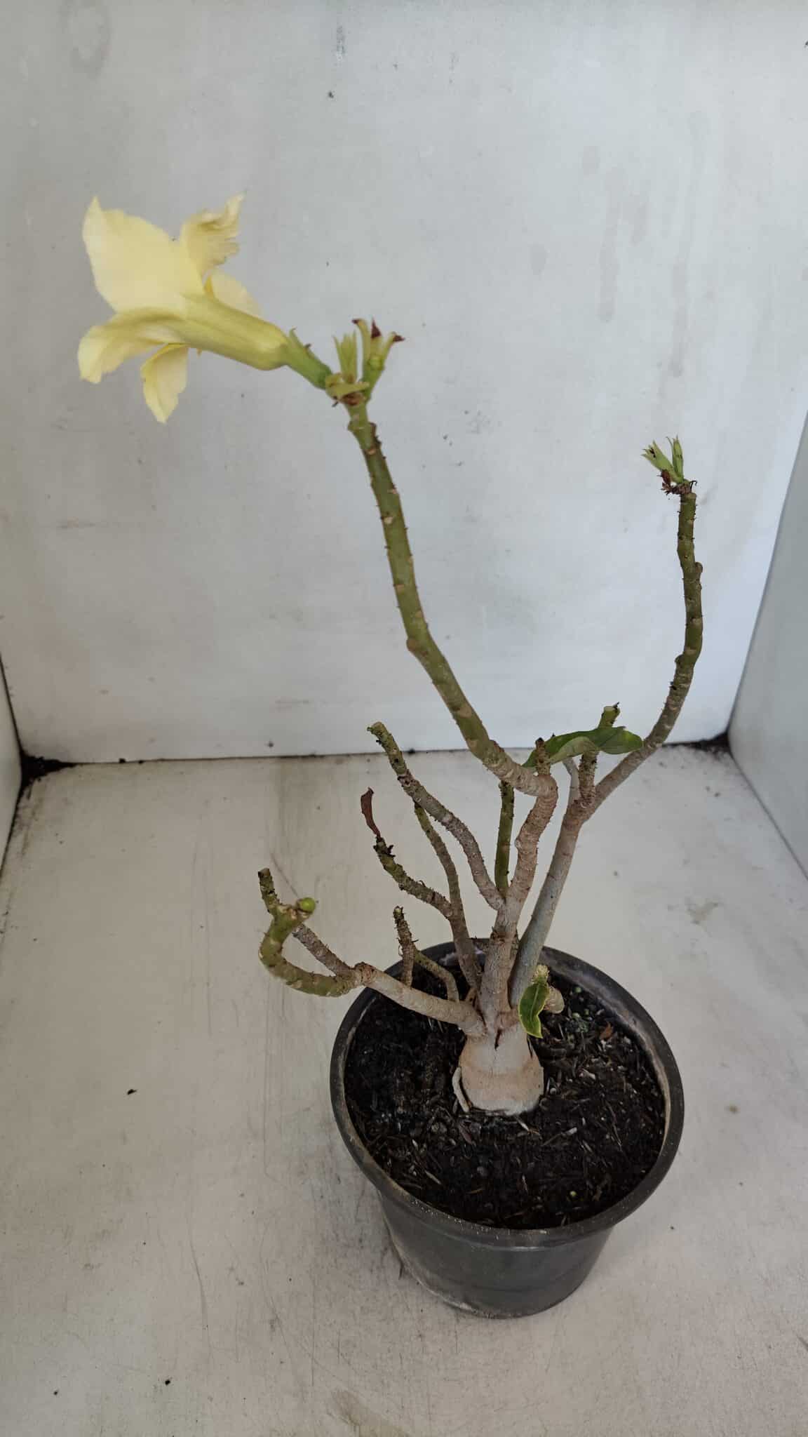 Planta Simples 3023 – 30cm – 03 anos