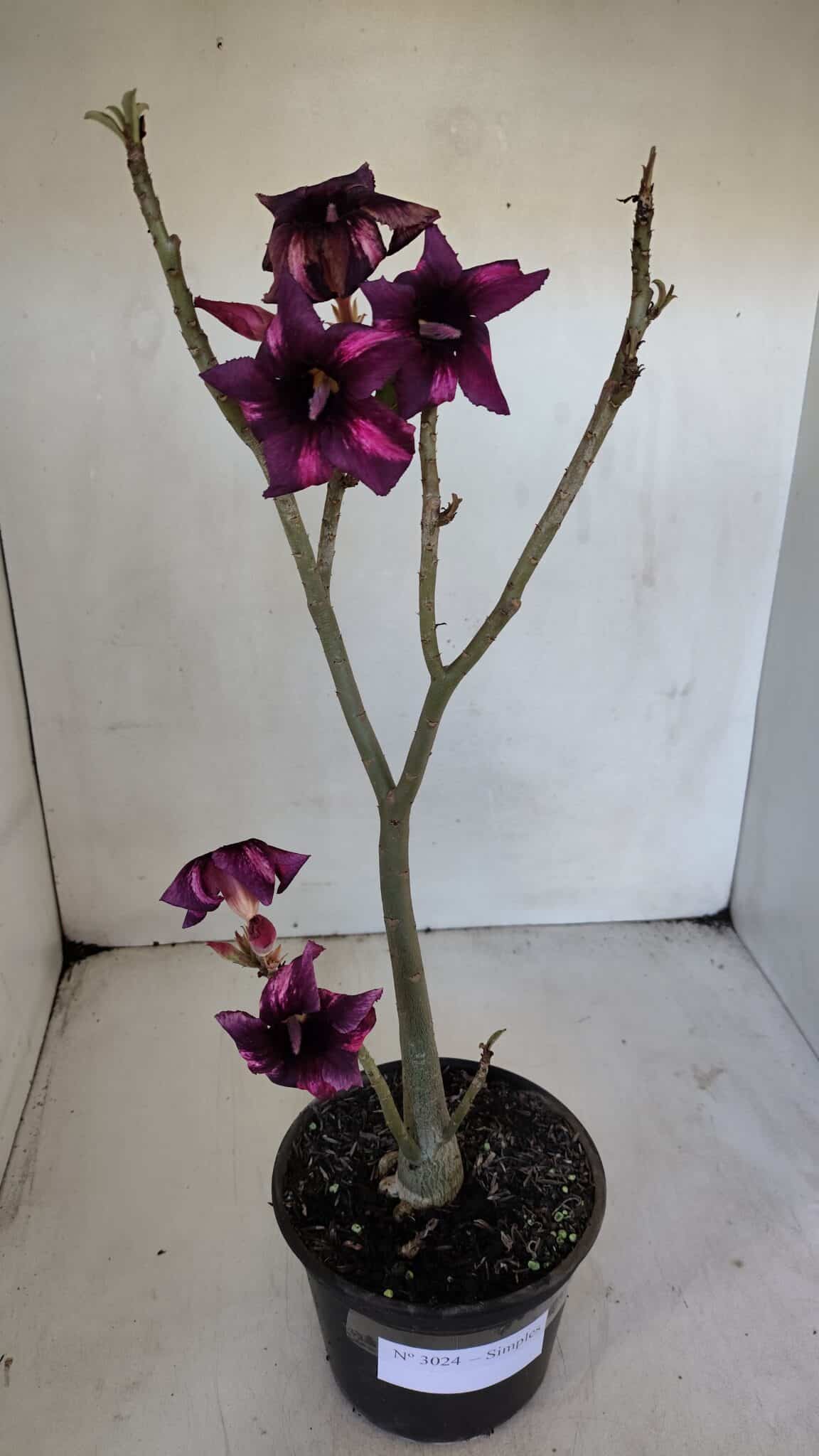 Planta Simples 3024 – 40cm – 03 anos