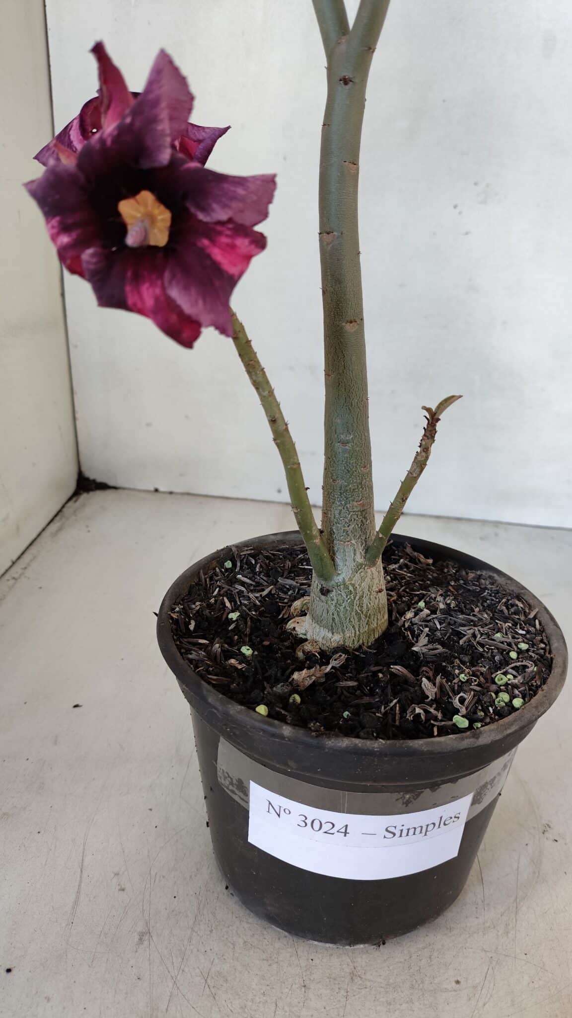 Planta Simples 3024 – 40cm – 03 anos