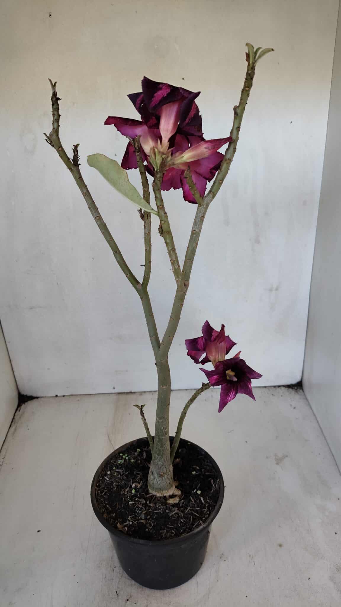 Planta Simples 3024 – 40cm – 03 anos
