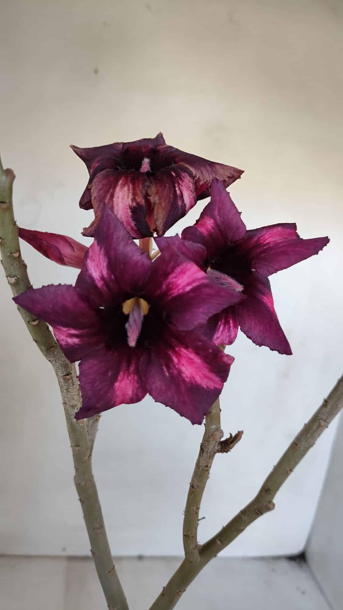 Planta Simples 3024 – 40cm – 03 anos