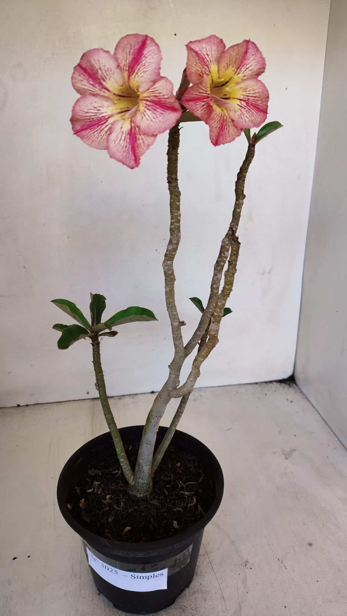 Planta Simples 3025 – 30cm – 02 anos