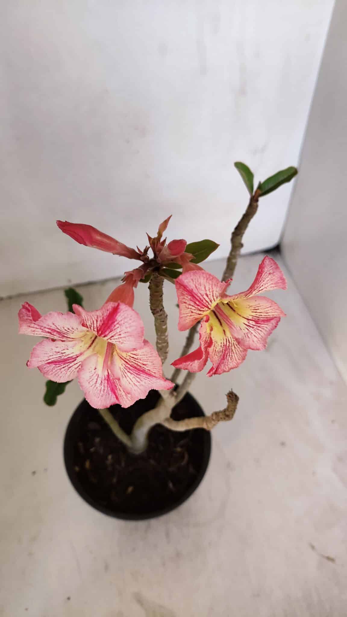 Planta Simples 3025 – 30cm – 02 anos