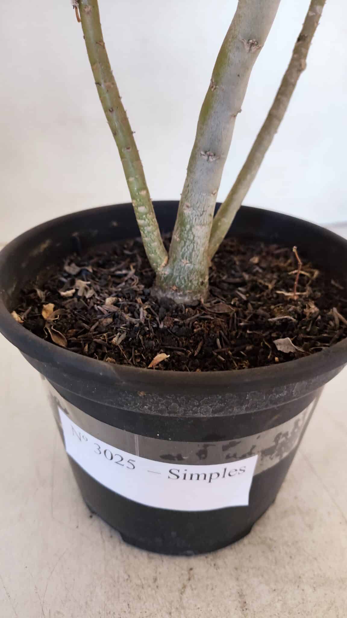 Planta Simples 3025 – 30cm – 02 anos