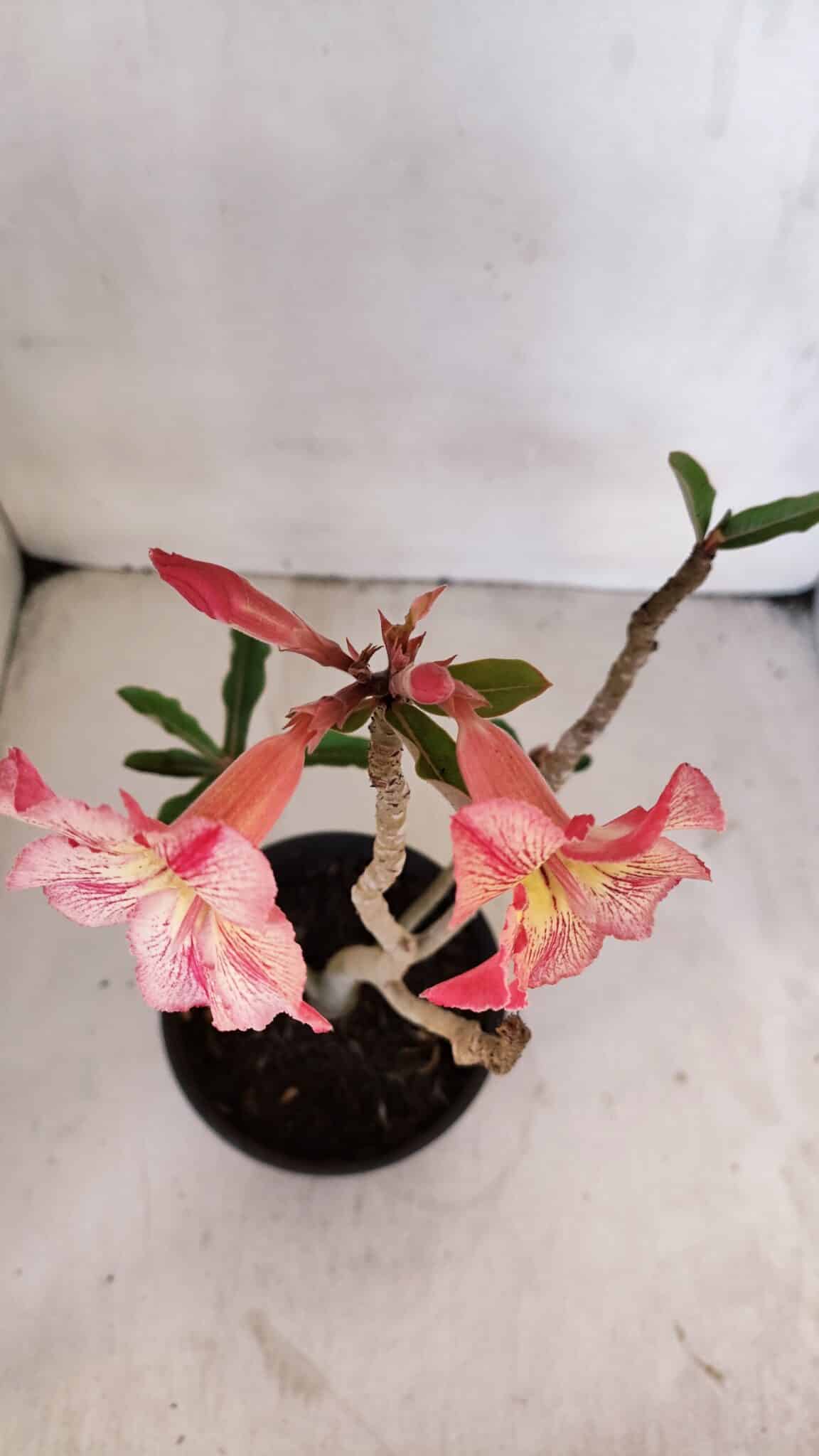 Planta Simples 3025 – 30cm – 02 anos