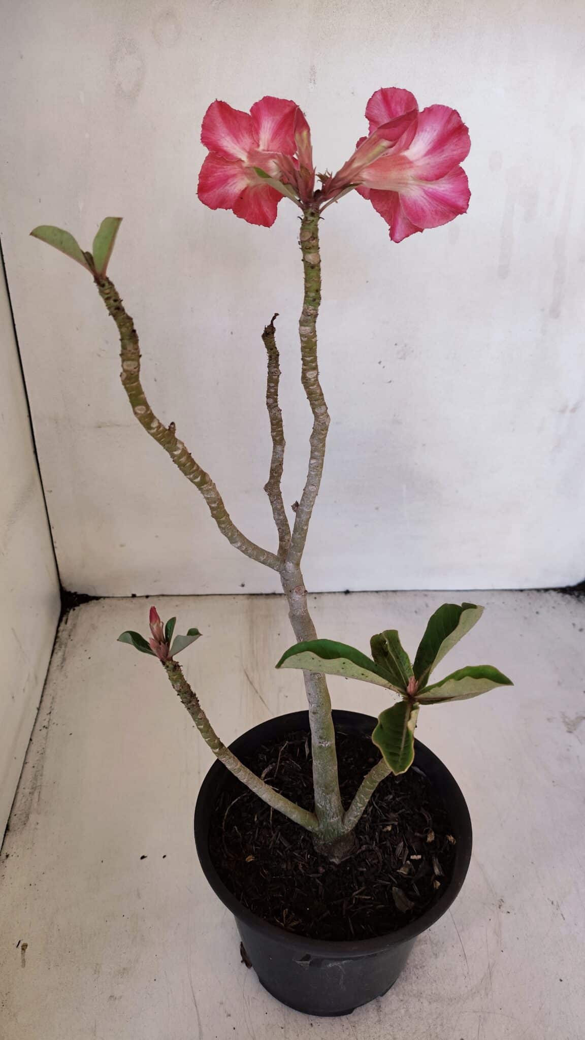 Planta Simples 3025 – 30cm – 02 anos