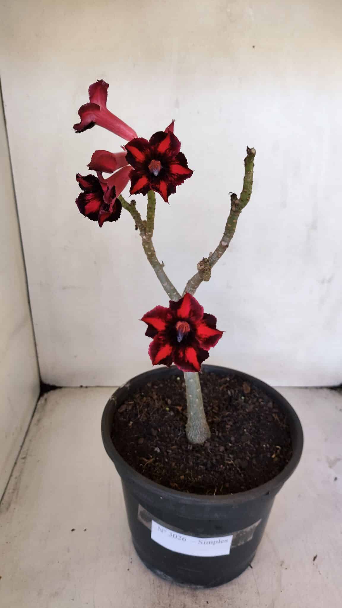 Planta Simples 3026 – 40cm – 03 anos
