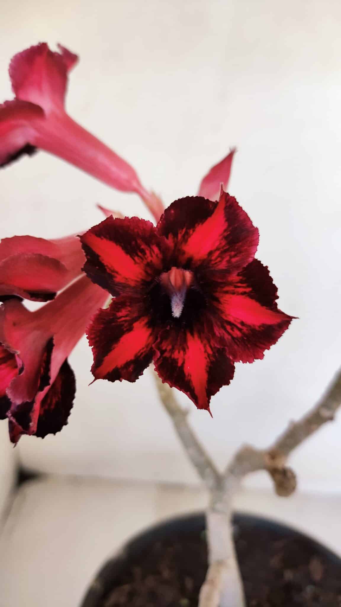 Planta Simples 3026 – 40cm – 03 anos