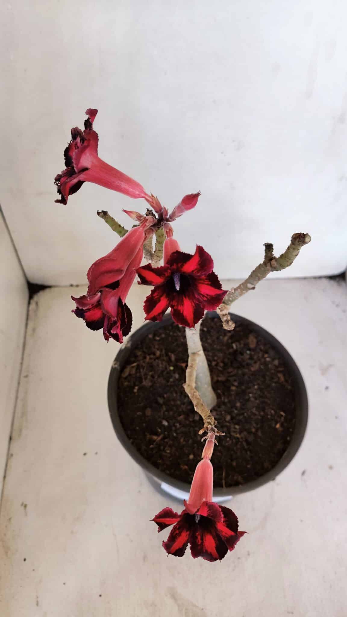 Planta Simples 3026 – 40cm – 03 anos