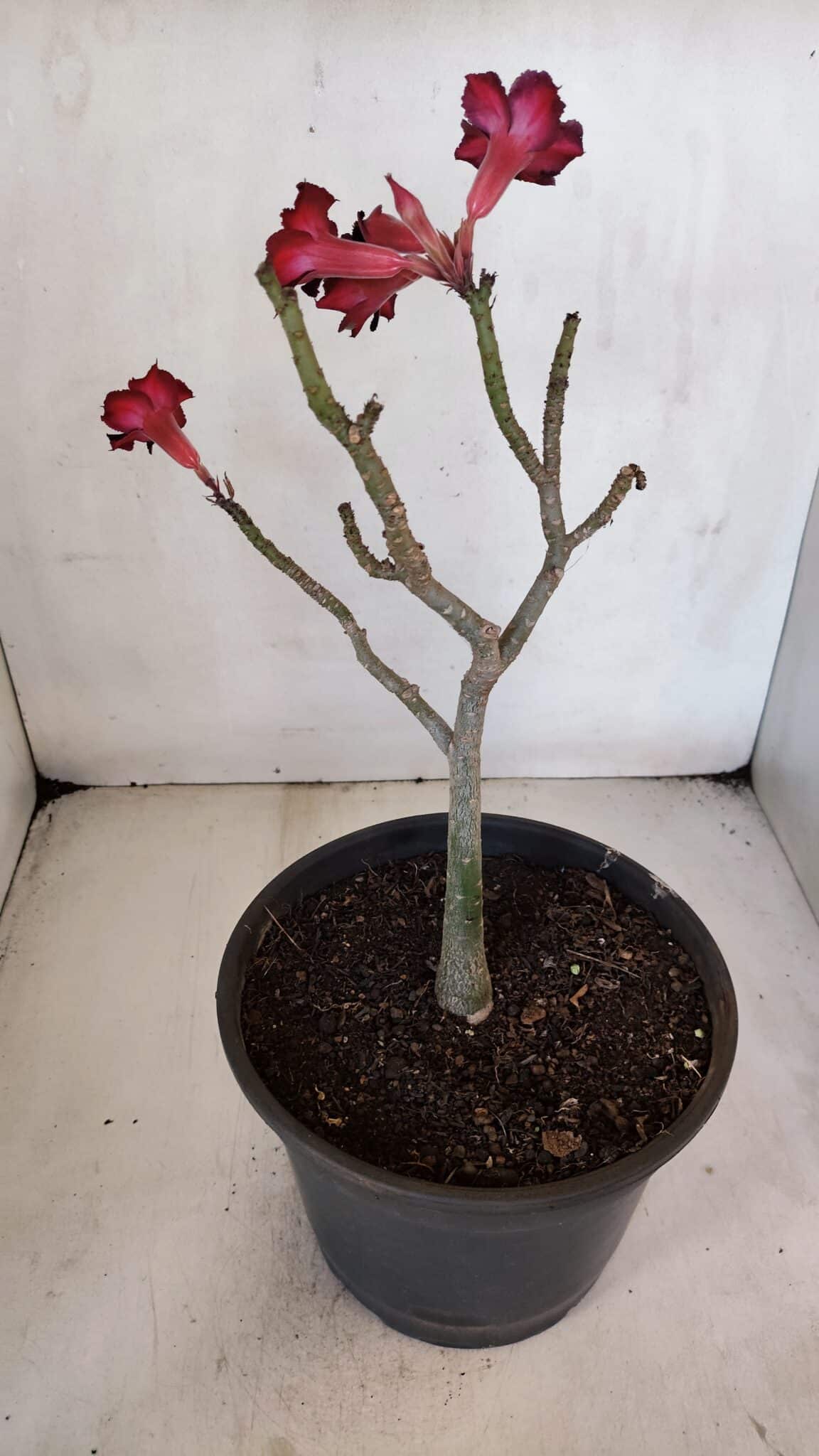 Planta Simples 3026 – 40cm – 03 anos