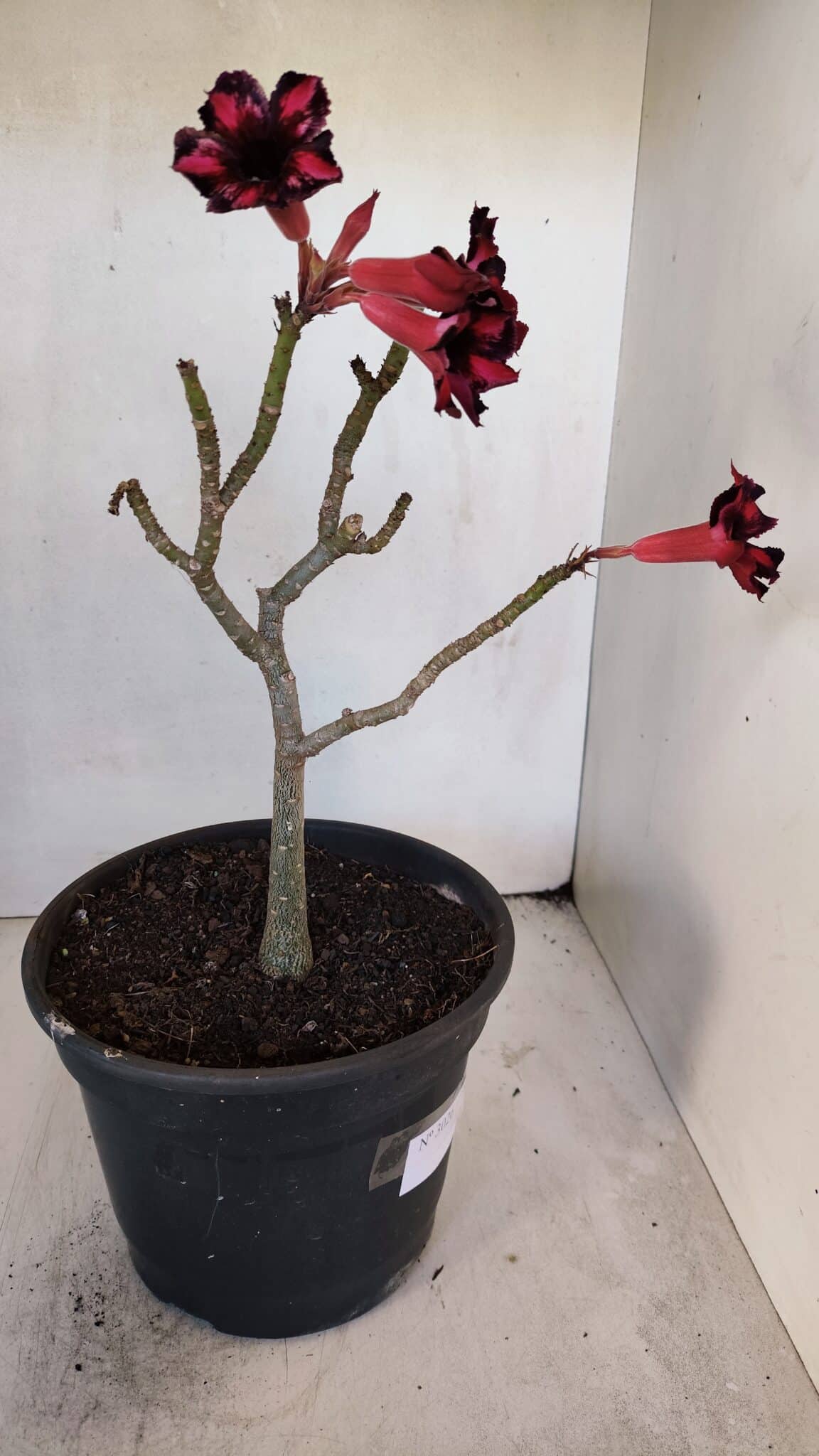 Planta Simples 3026 – 40cm – 03 anos