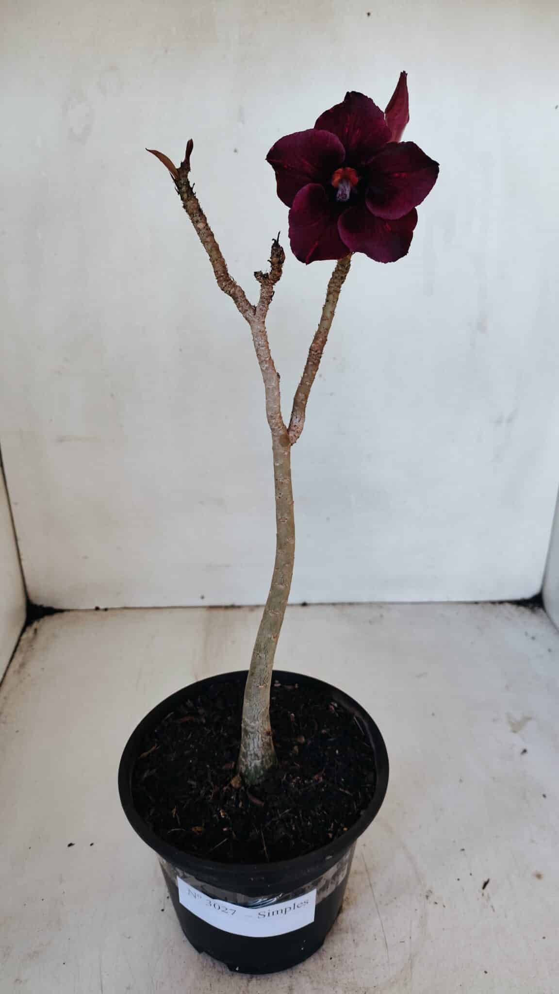 Planta Simples 3027 – 30cm – 02 anos