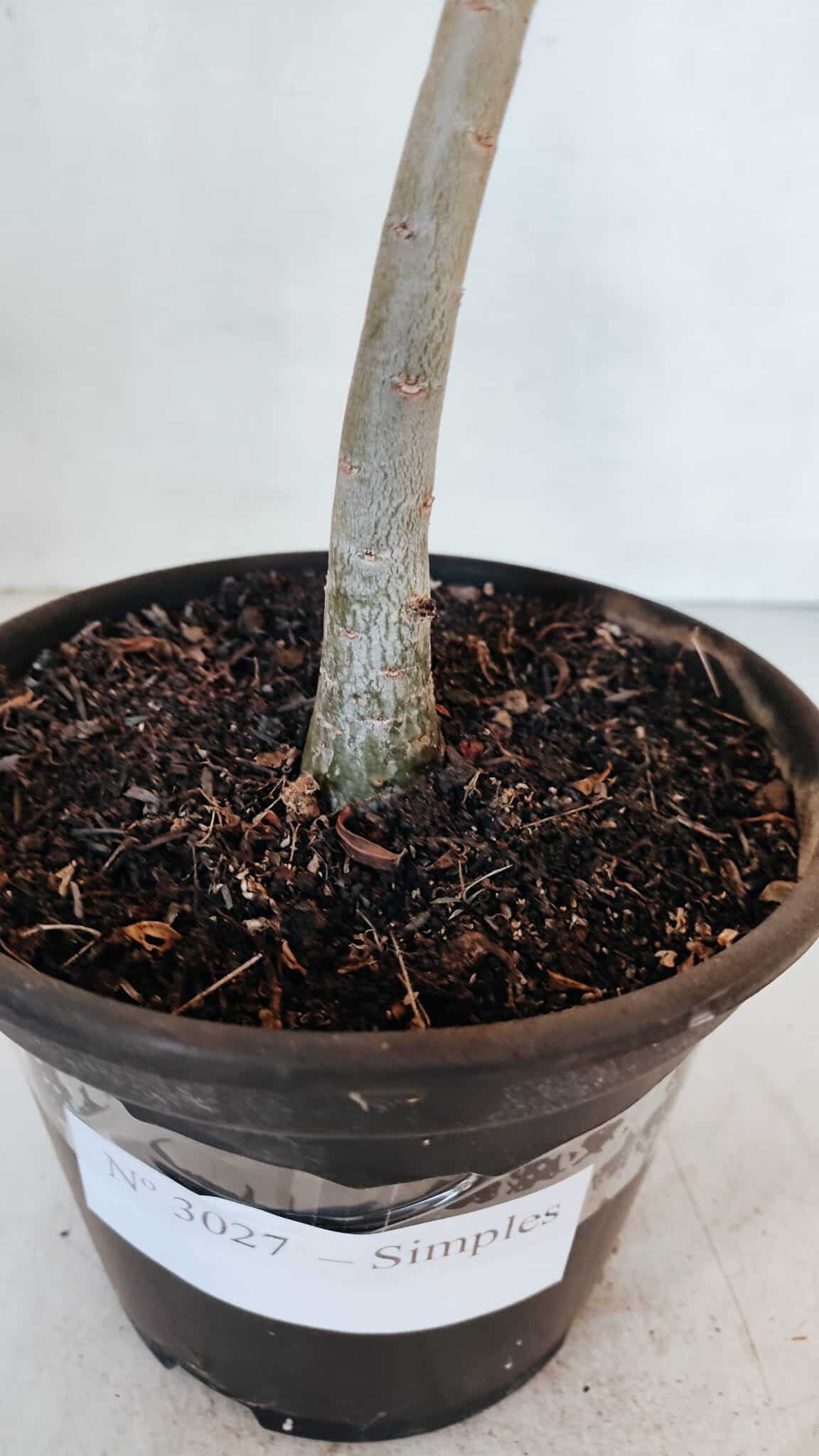 Planta Simples 3027 – 30cm – 02 anos