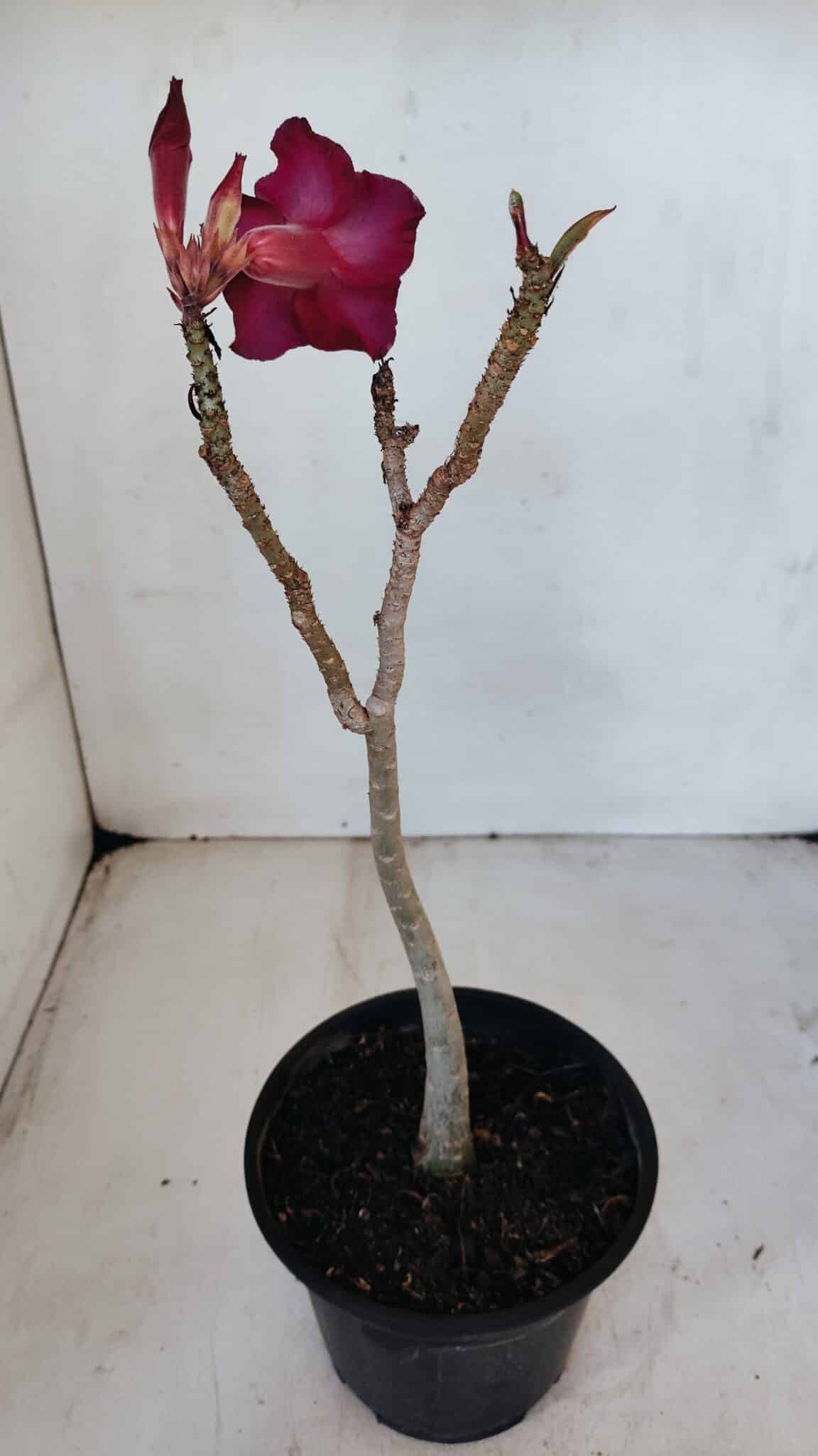 Planta Simples 3027 – 30cm – 02 anos