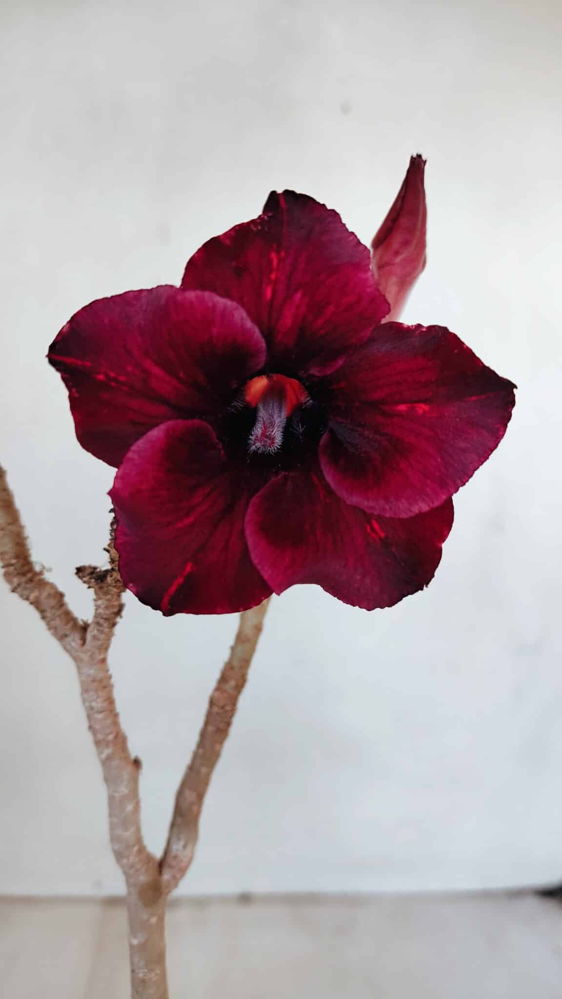 Planta Simples 3027 – 30cm – 02 anos