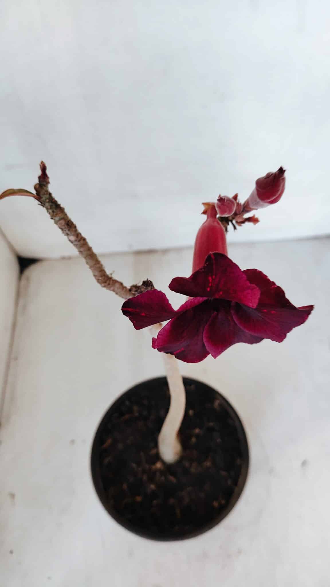 Planta Simples 3027 – 30cm – 02 anos