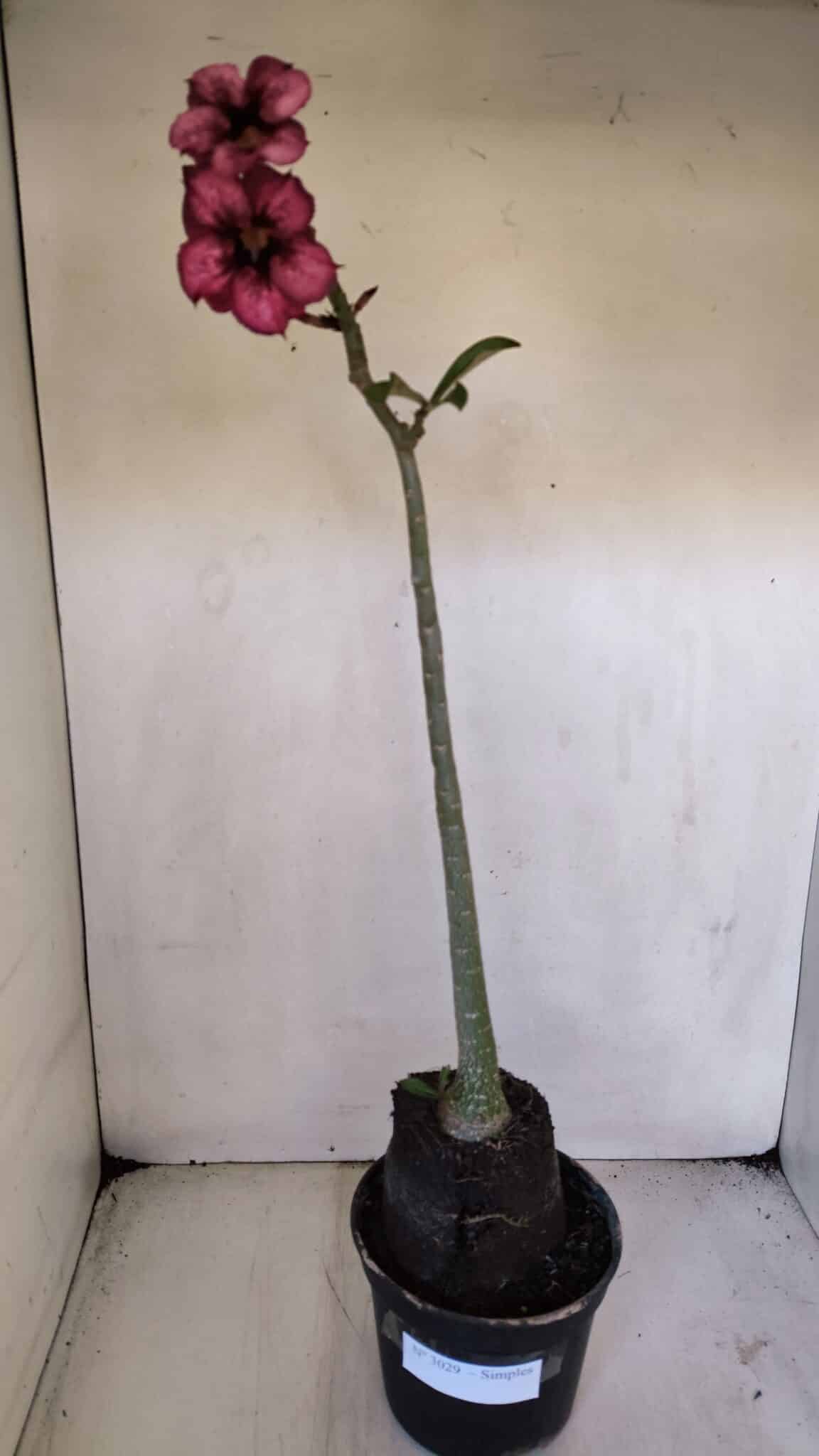 Planta Simples 3029 – 45cm – 03 anos