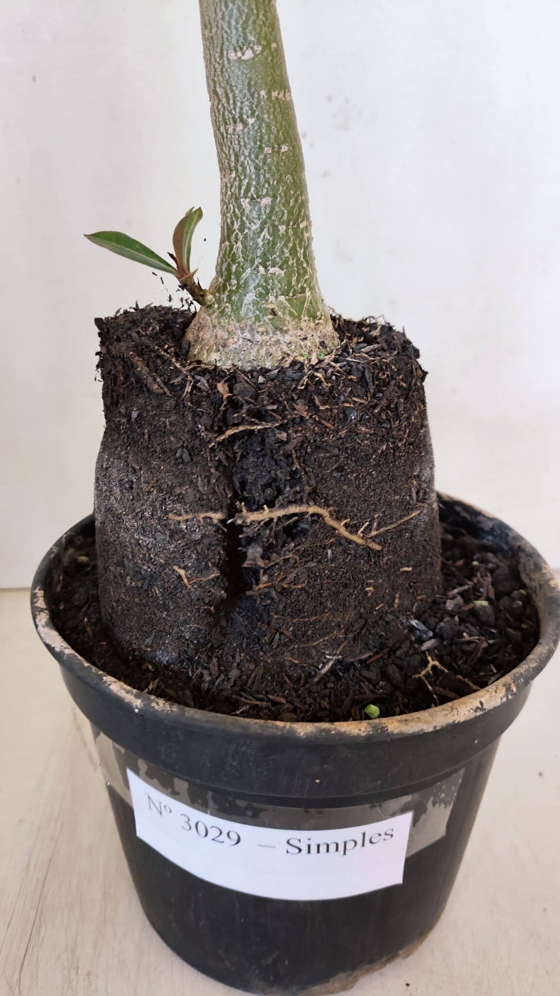 Planta Simples 3029 – 45cm – 03 anos