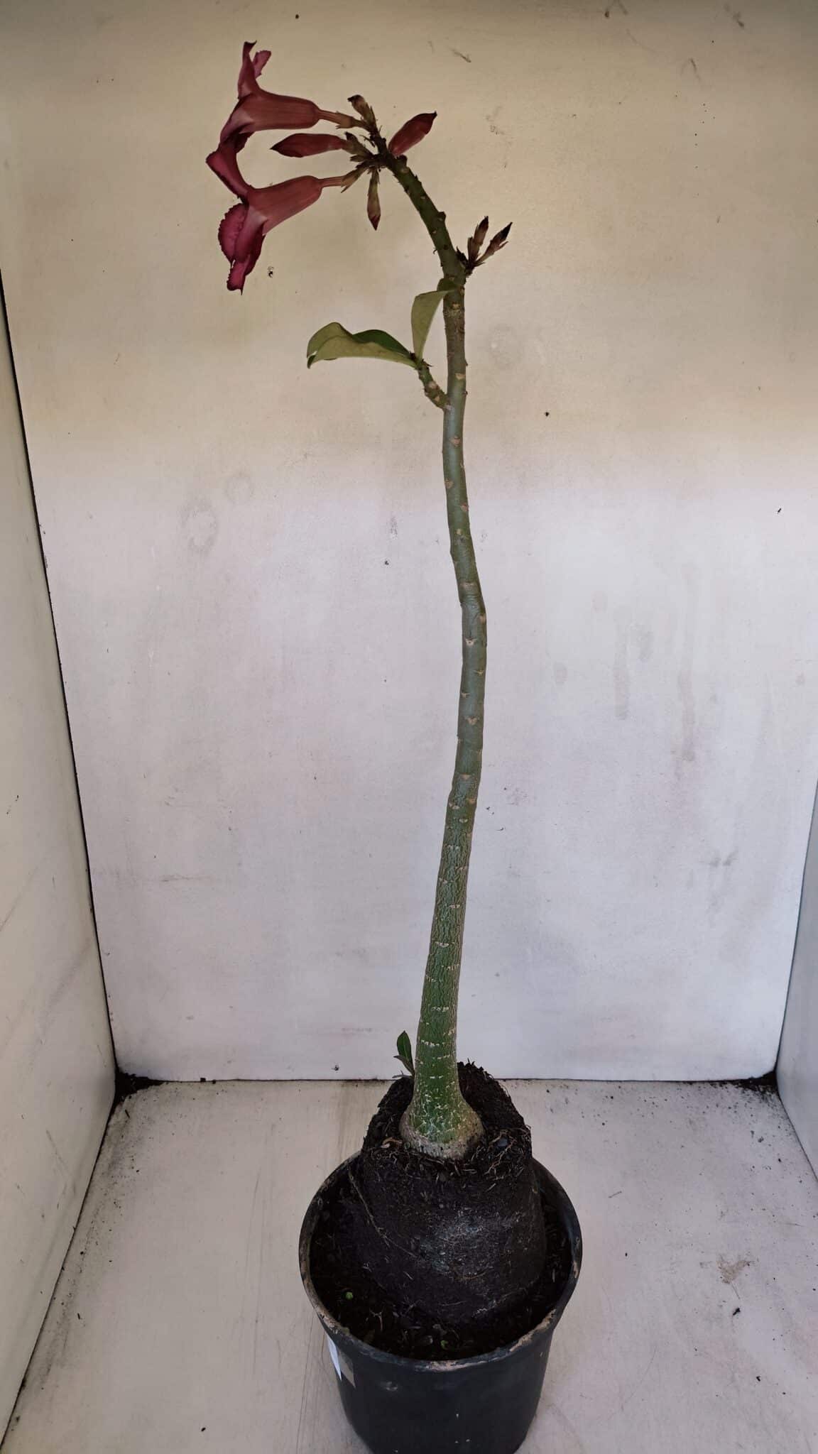 Planta Simples 3029 – 45cm – 03 anos