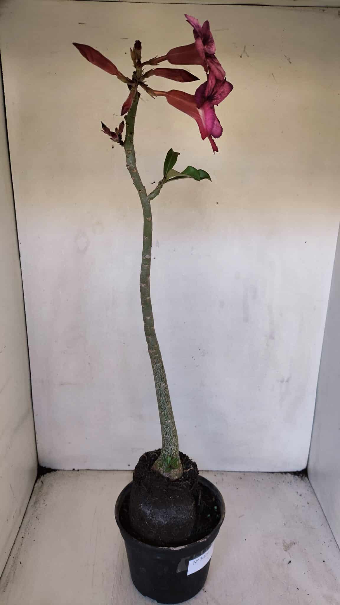 Planta Simples 3029 – 45cm – 03 anos