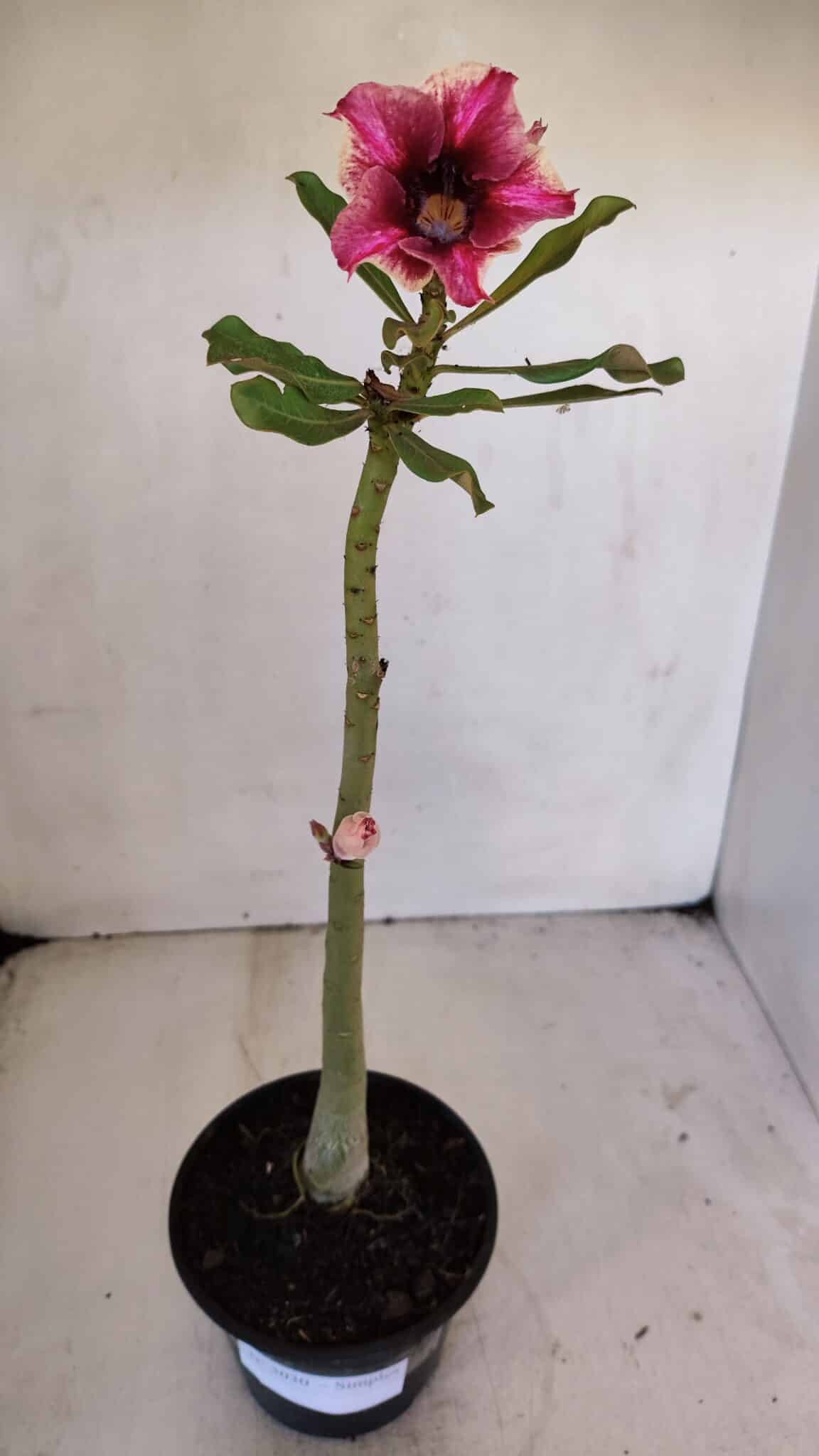 Planta Simples 3030 – 30cm – 03 anos