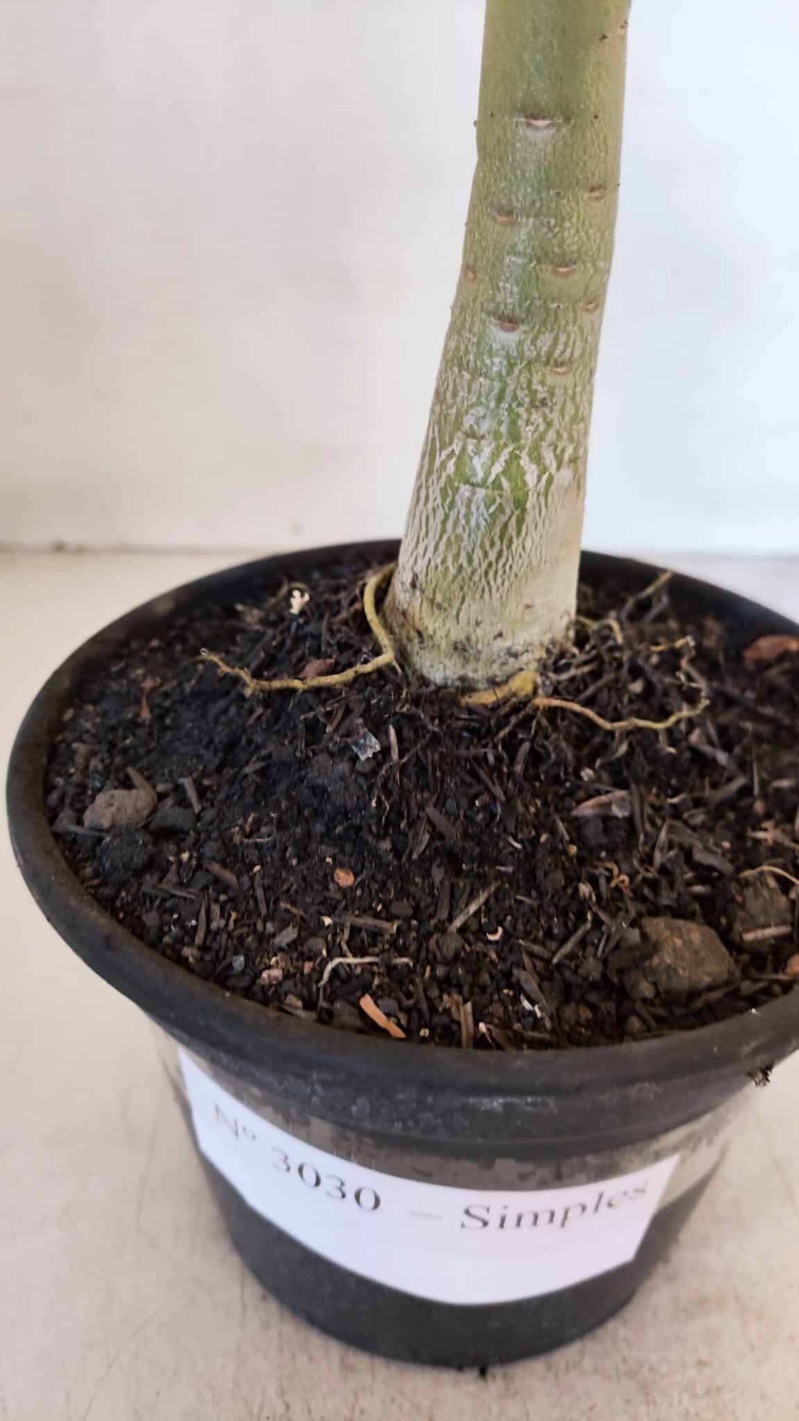 Planta Simples 3030 – 30cm – 03 anos
