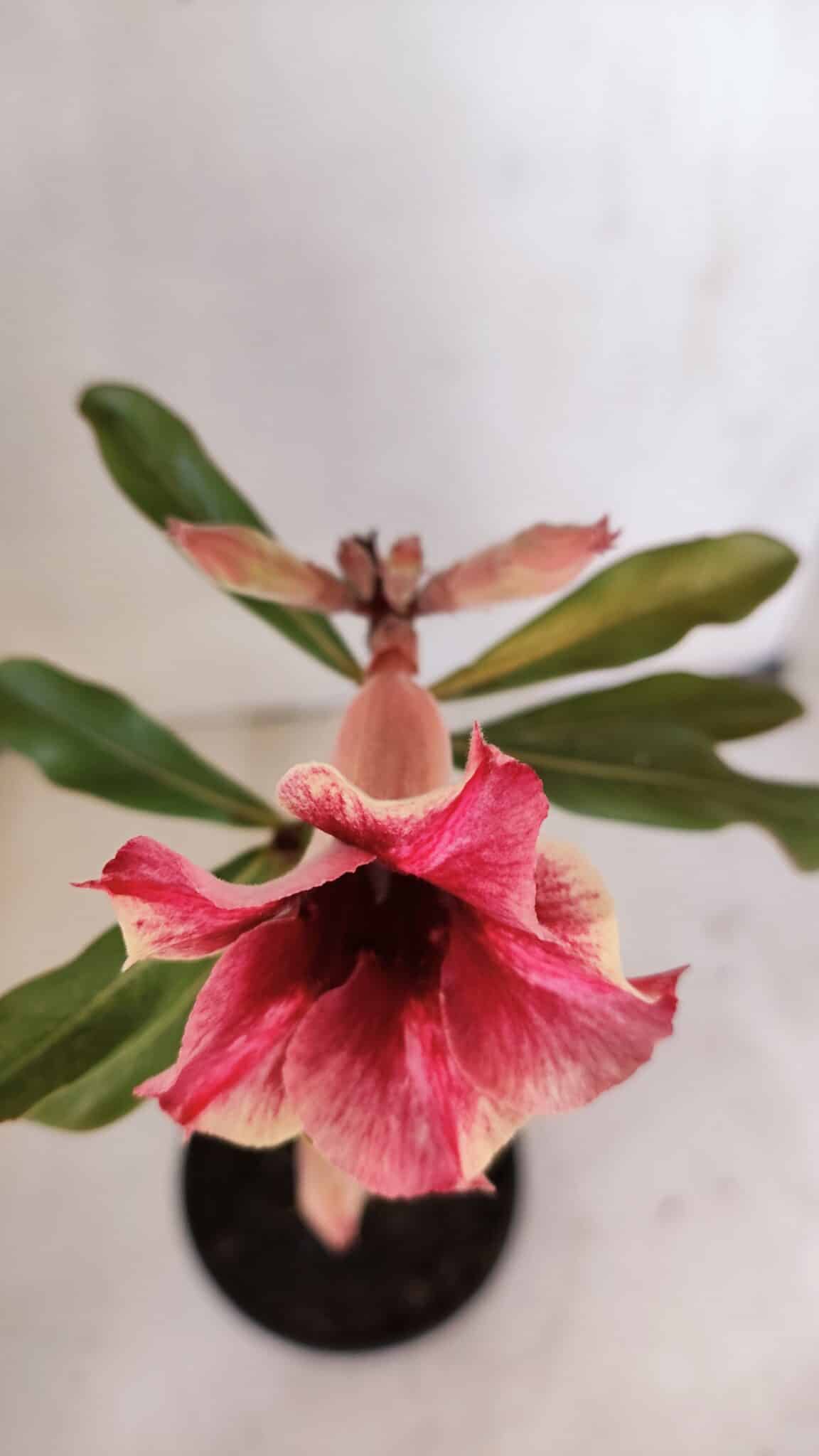Planta Simples 3030 – 30cm – 03 anos