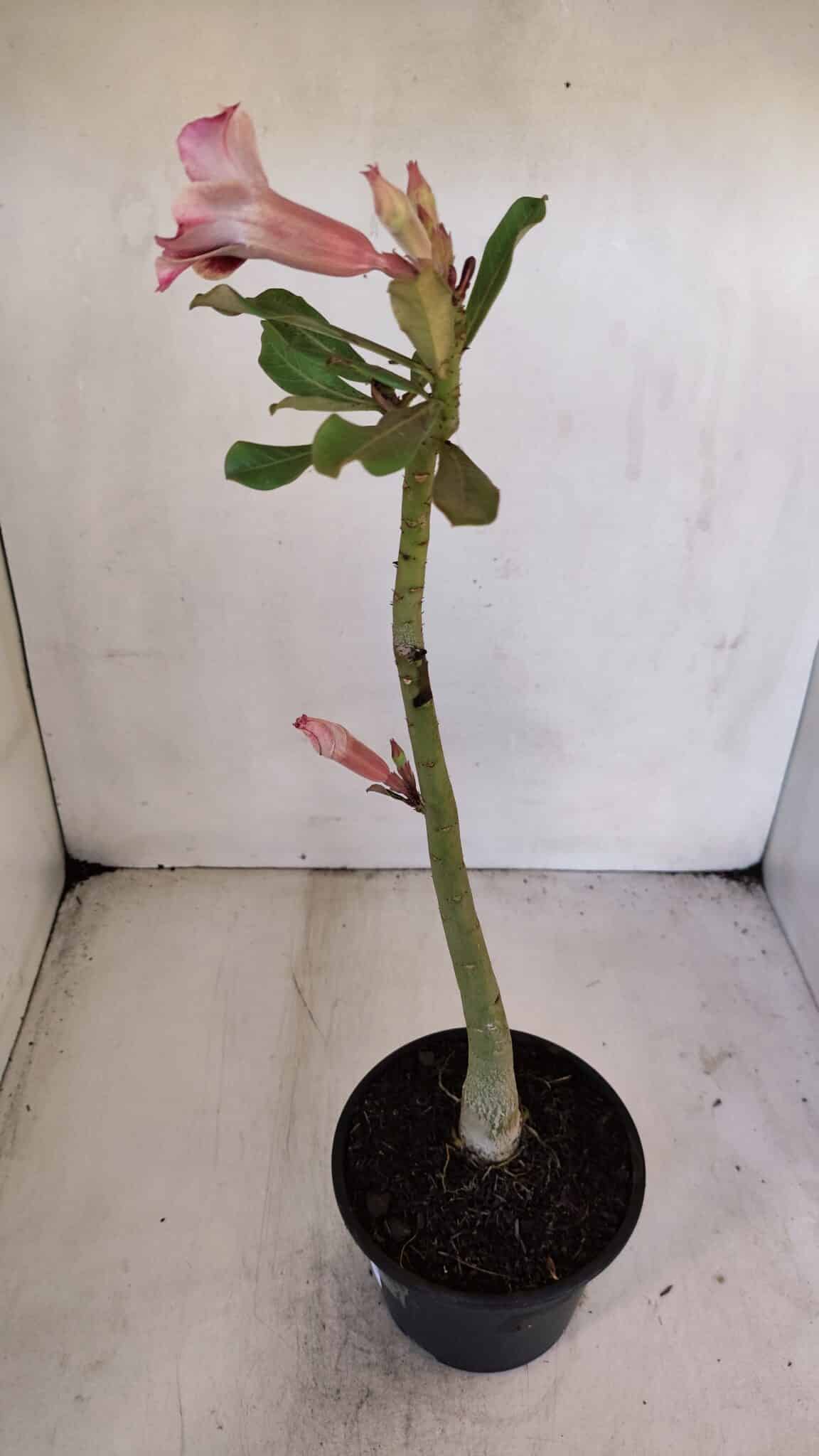 Planta Simples 3030 – 30cm – 03 anos
