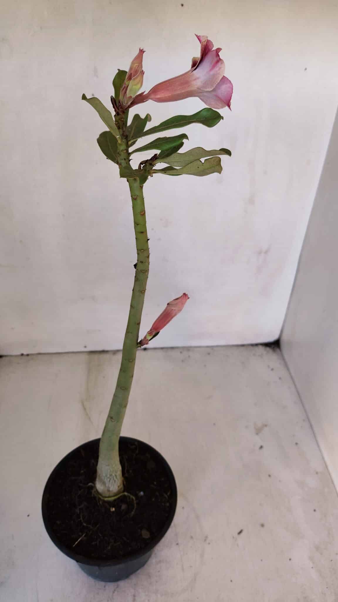 Planta Simples 3030 – 30cm – 03 anos