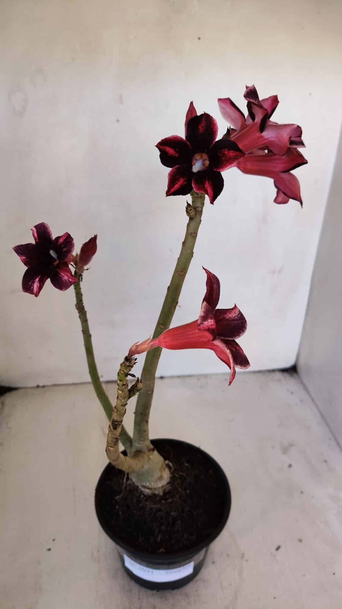 Planta Simples 3031 – 35cm – 03 anos