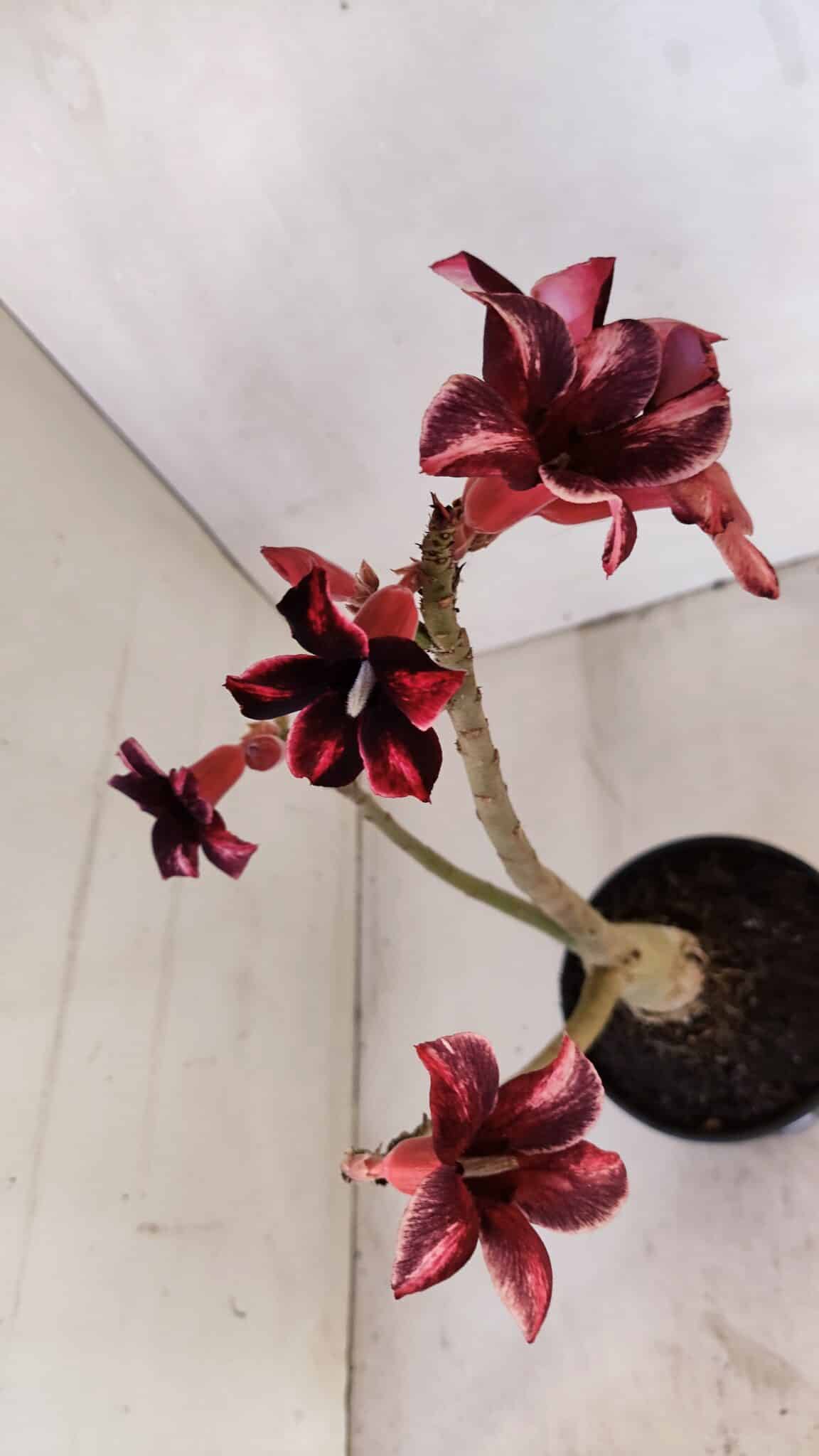 Planta Simples 3031 – 35cm – 03 anos
