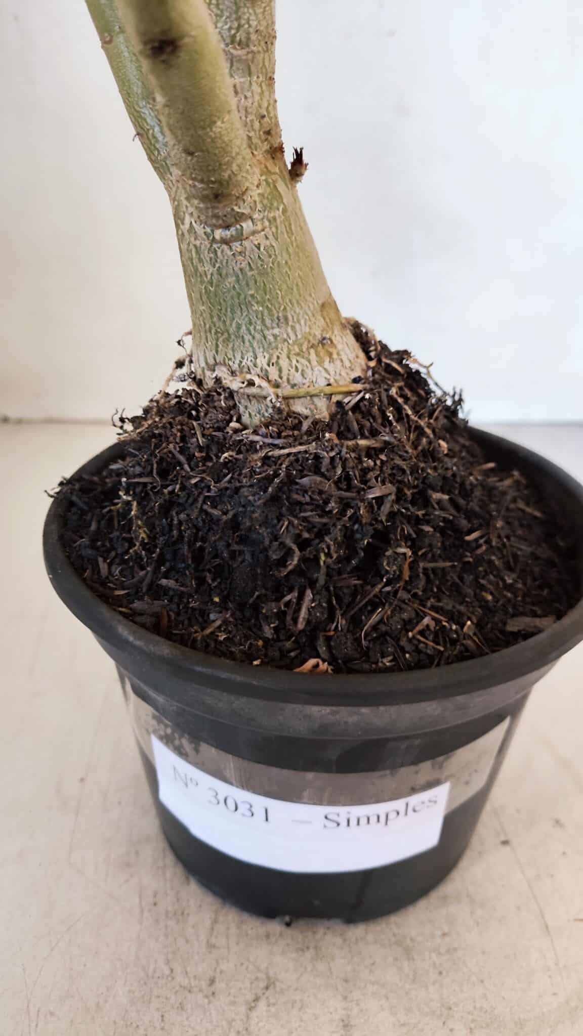 Planta Simples 3031 – 35cm – 03 anos