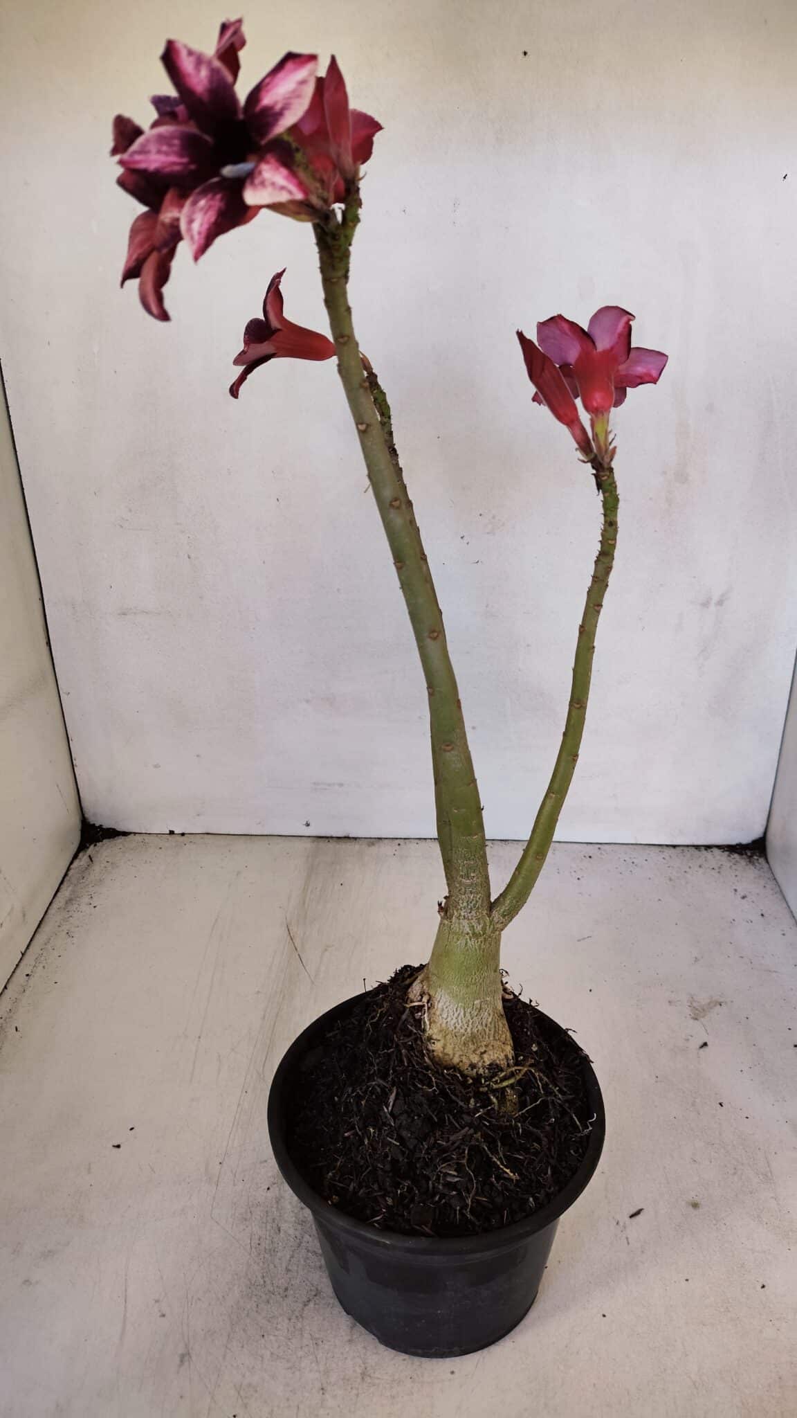 Planta Simples 3031 – 35cm – 03 anos