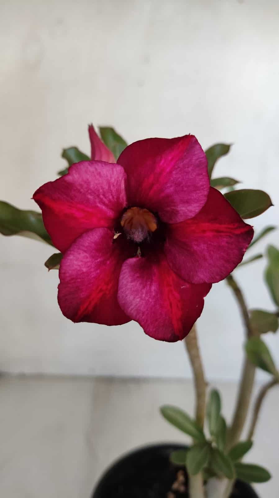 Planta Simples 3032 – 30cm – 03 anos