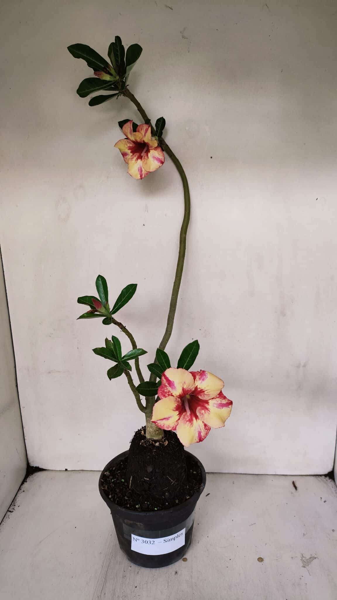 Planta Simples 3032 (2) – 30cm – 03 anos