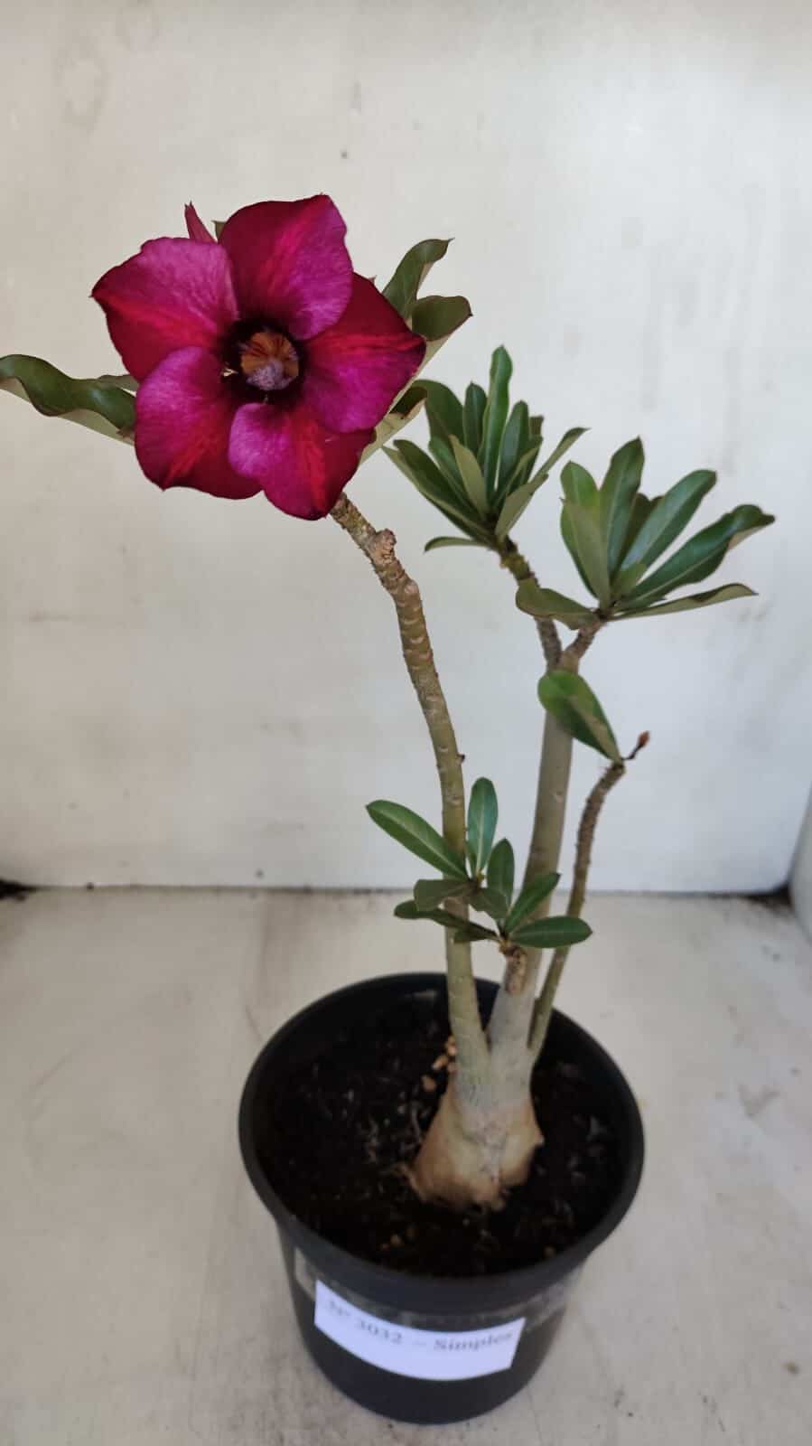 Planta Simples 3032 – 30cm – 03 anos