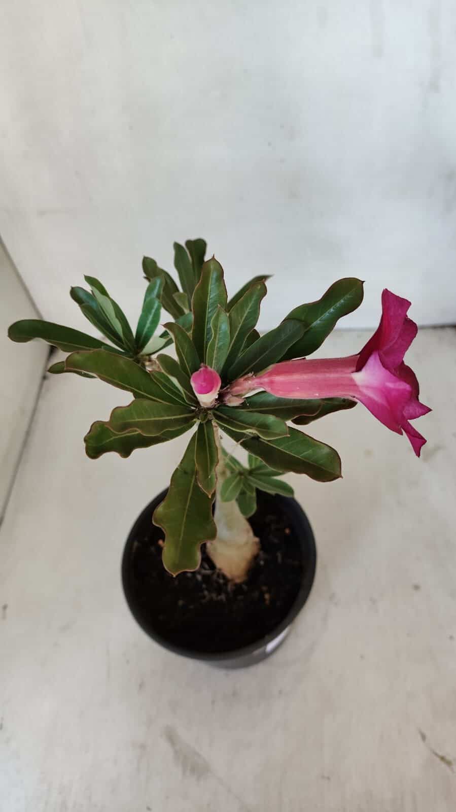 Planta Simples 3032 – 30cm – 03 anos