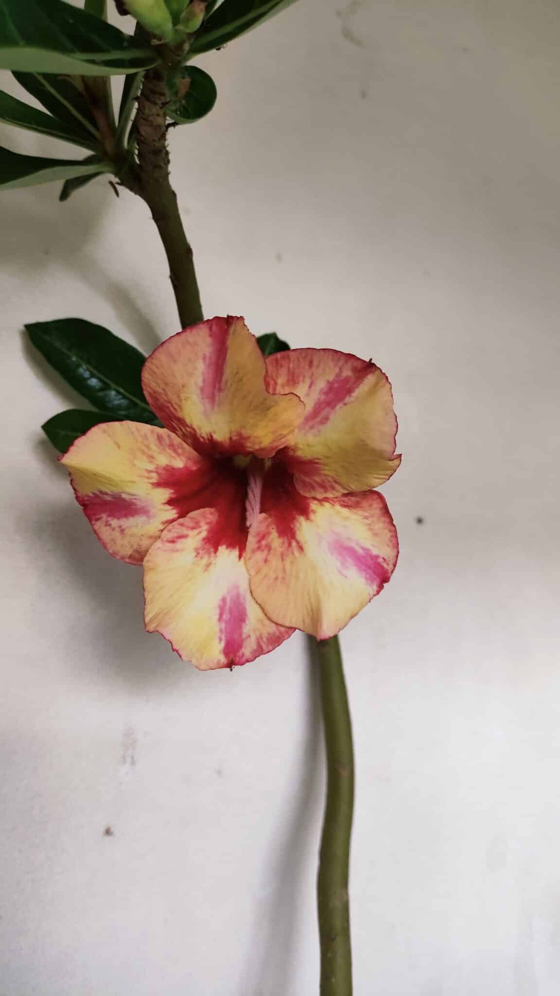 Planta Simples 3032 (2) – 30cm – 03 anos