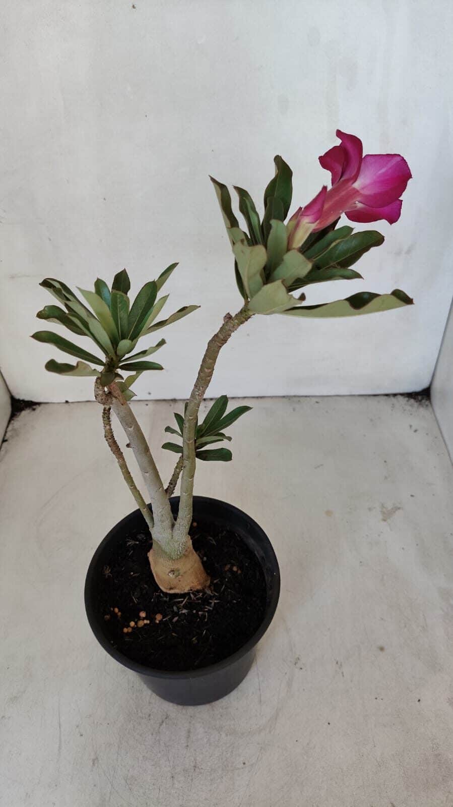 Planta Simples 3032 – 30cm – 03 anos