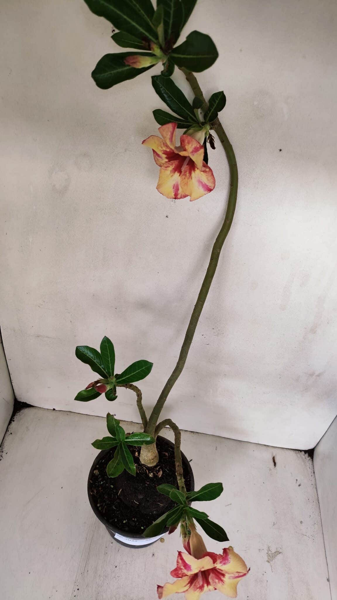 Planta Simples 3032 (2) – 30cm – 03 anos