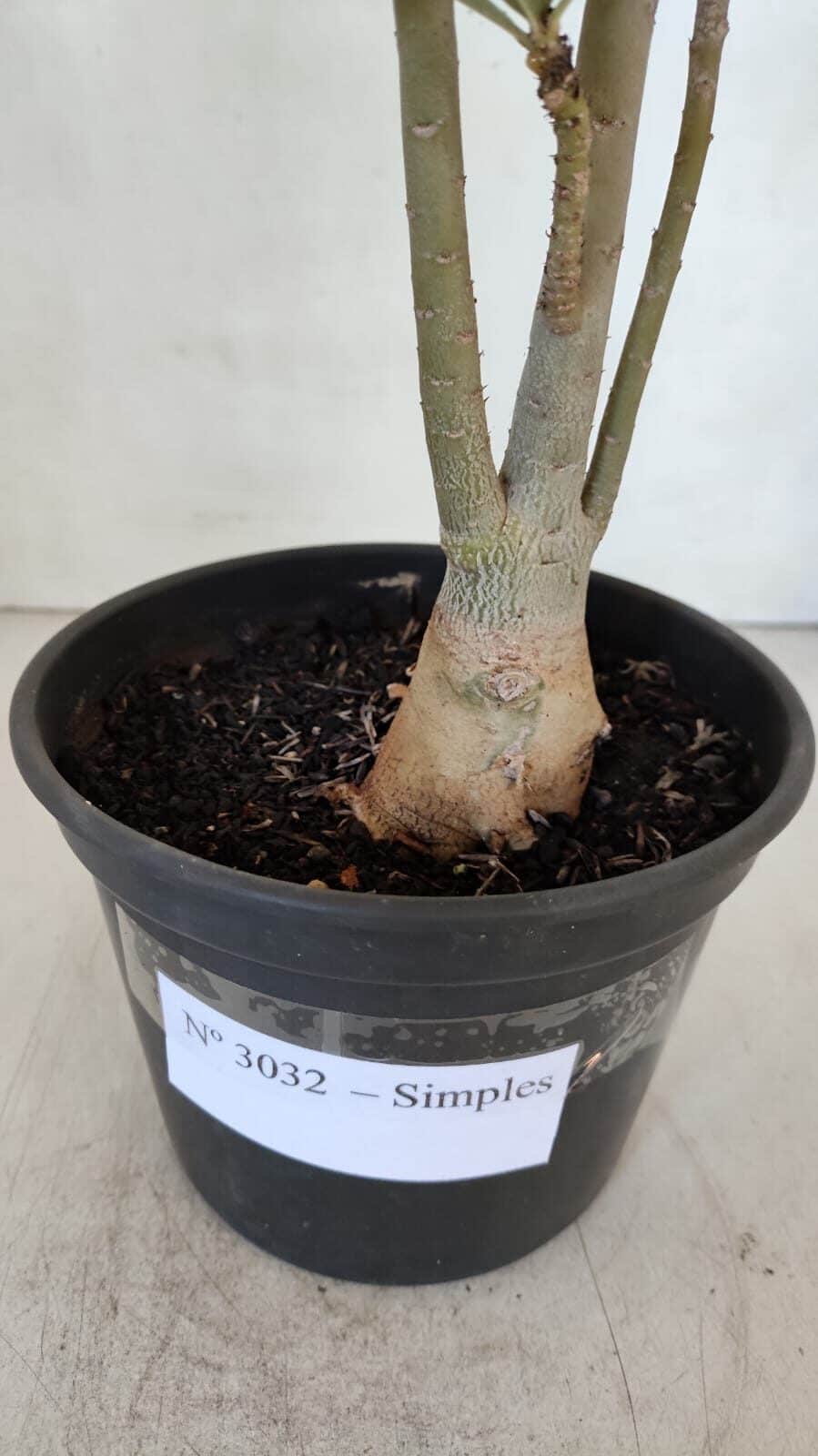Planta Simples 3032 – 30cm – 03 anos