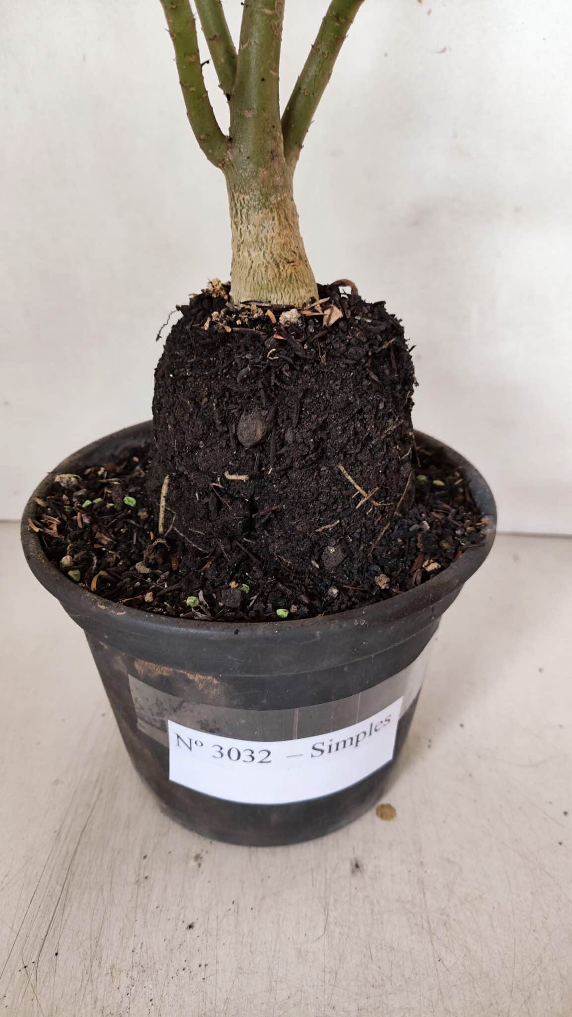 Planta Simples 3032 (2) – 30cm – 03 anos