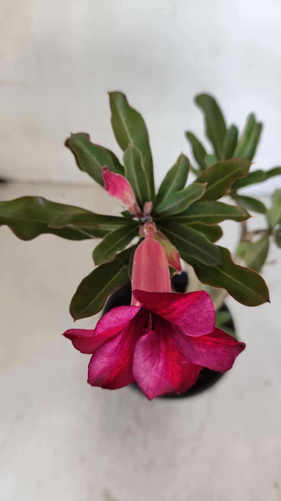 Planta Simples 3032 – 30cm – 03 anos