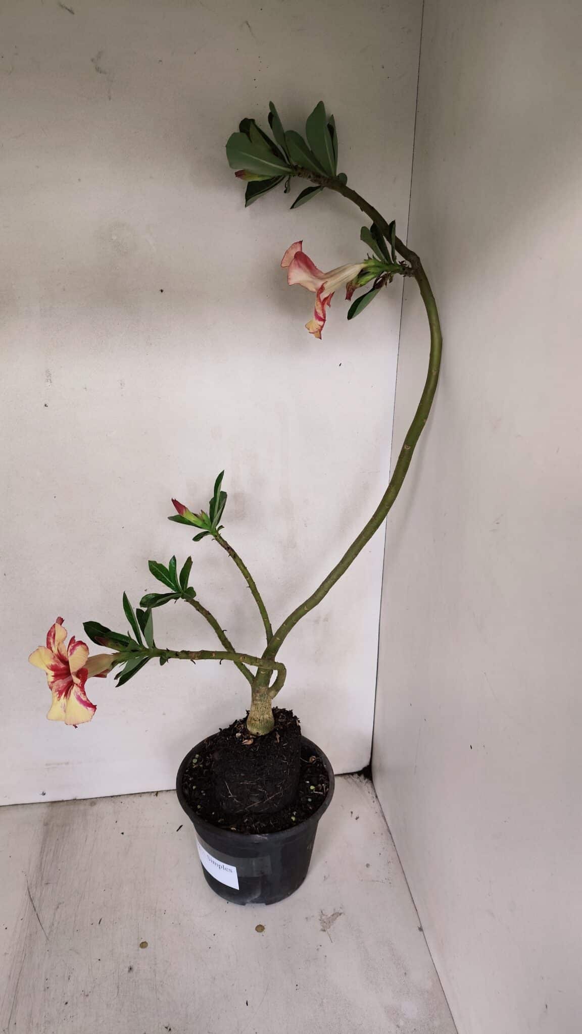 Planta Simples 3032 (2) – 30cm – 03 anos