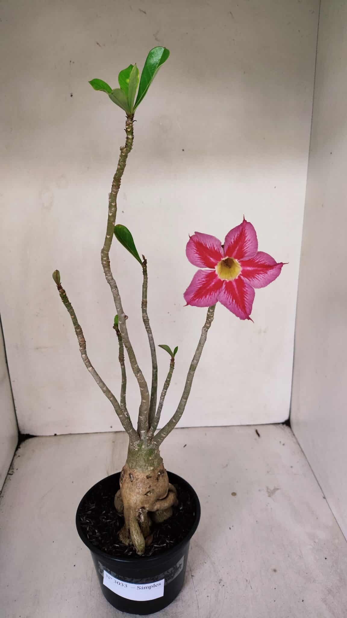 Planta Simples 3033 (2) – 40cm – 03 anos