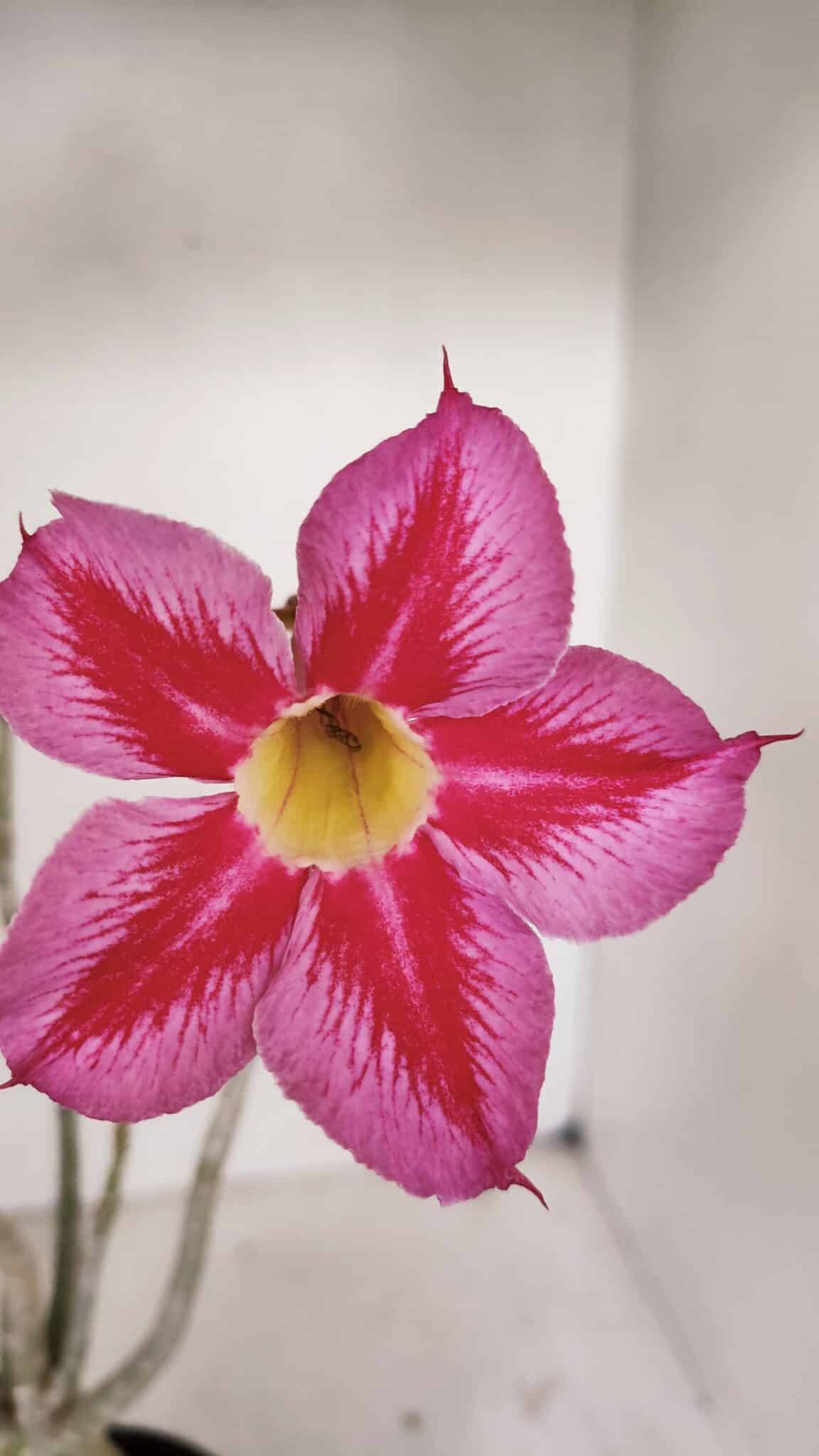 Planta Simples 3033 (2) – 40cm – 03 anos
