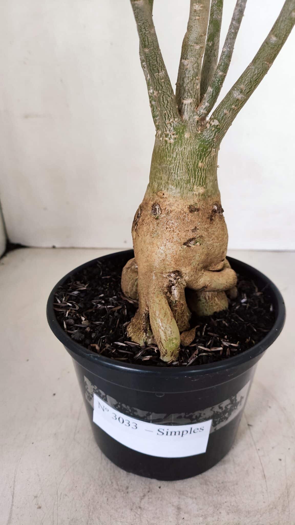 Planta Simples 3033 (2) – 40cm – 03 anos