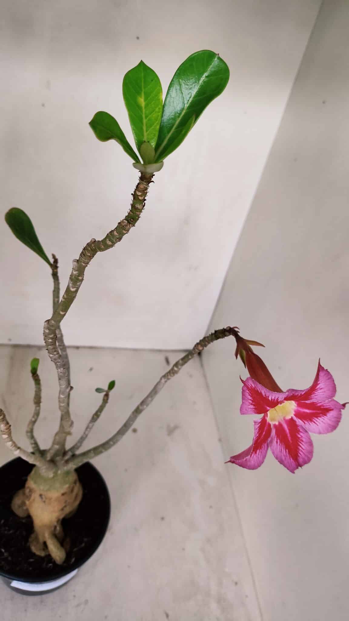 Planta Simples 3033 (2) – 40cm – 03 anos